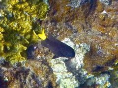 Yellowtail Damselfish Male
